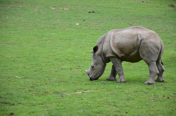 bébé rhinocéros blanc