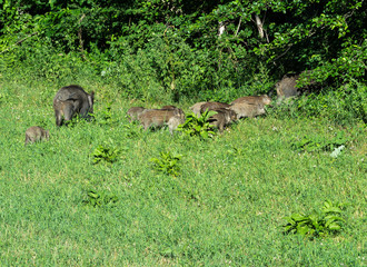 Numerous wild boar family grazing in a meadow