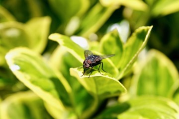 Fliege
