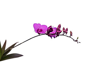 Purple Orchid Flower with Buds on White Background, Clipping Path