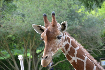 Obraz premium tête de girafe