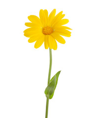 Yellow flower (Calendula officinalis) with leaves  isolated on a white background.