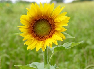 A single sunflower in the field on  a close up view.