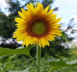 A bright yellow sunflower on a close up view.