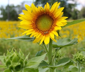 One of the sunflowers in the field on a close up view.
