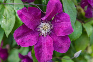 Flowering bush klimatis