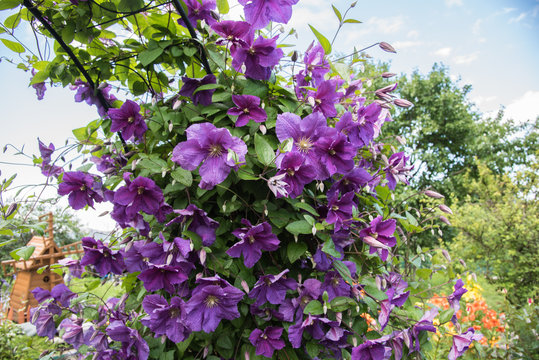 Flowering bush klimatis