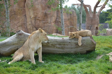 Fototapeta premium lionne et son lionceau qui se regardent