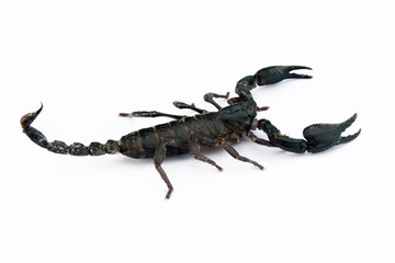 image of scorpion on a white background.