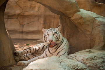 white tiger on nature background