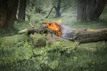 Summer. Burning tree in the forest