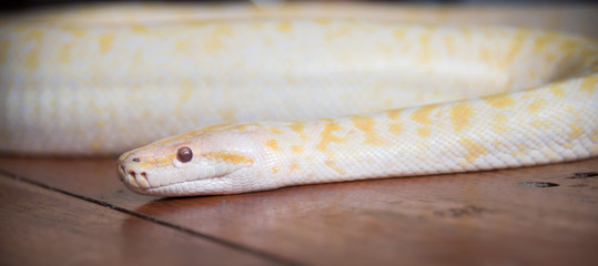 Gold python snake On wooden floor