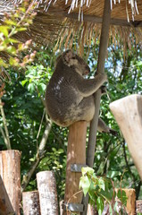 koala endormi sur sa branche