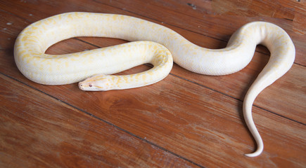 Gold python snake On wooden floor