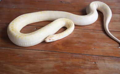 Gold python snake On wooden floor