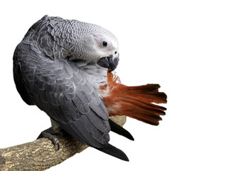beautiful Gray African Parrot cleaning feathers (The smartest bird in the world) isolated on white background