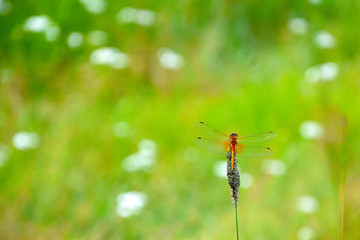 A dragonfly sits on a blade of grass. Image on a blurred background of field plants. To be similar to desktop wallpaper.