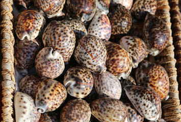 tropical and exotic shells in baskets for sale at a souvenir sho