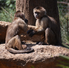 Two little monkeys playing together