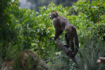 Cute monkey climbing on a branch