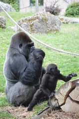 Gorille avec ses petits