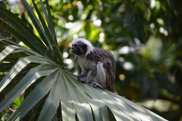 Cute lilltle monkey on a leaf