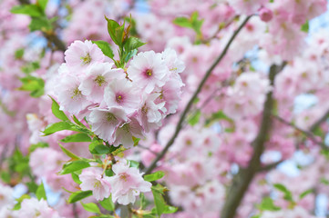 The late varieties of Japanese Sakura that grow in northern Europe