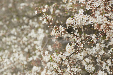 Blooming cherry tree in spring