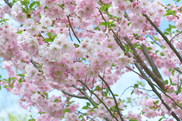 The late varieties of Japanese Sakura that grow in northern Europe