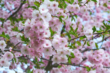 The late varieties of Japanese Sakura that grow in northern Europe
