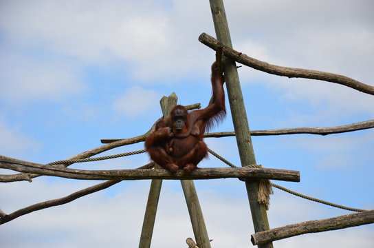 Femelle Orang-outan et son petit