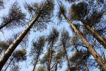 Obraz premium Tall pine trees with a diminishing perspective