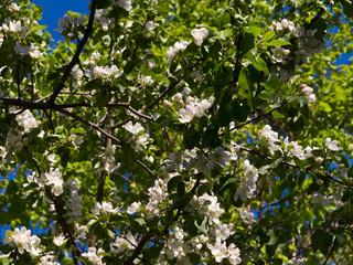 Apple-tree flowering