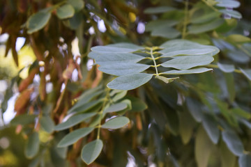 Hojas verdes. 