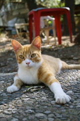 Colonia felina