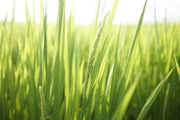 Green paddy field on summer in Kanagawa, Japan.