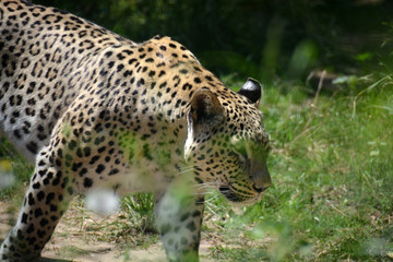 Beautiful leopard hunting