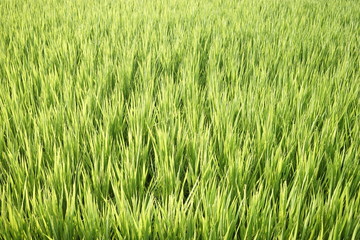 Green paddy field on summer in Kanagawa, Japan.