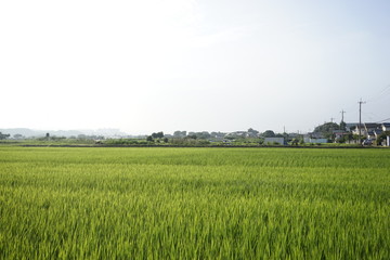 Green paddy field on summer in Kanagawa, Japan.