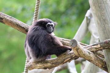 Gibbon noir