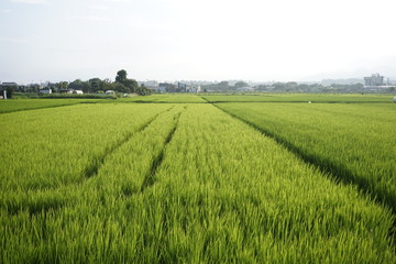Green paddy field on summer in Kanagawa, Japan.