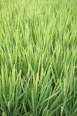 Fototapeta na wymiar Green paddy field on summer in Kanagawa, Japan.