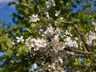 Spring flowers of plum
