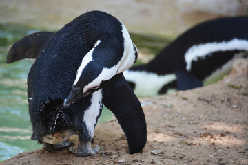 Cute penguin