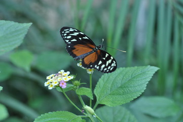 Schmetterling auf Blüten