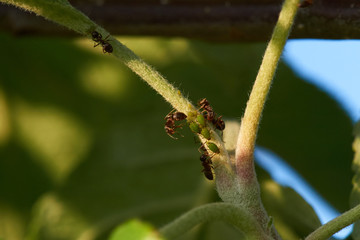 ants and aphids on apple trees