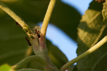 ants and aphids on apple trees