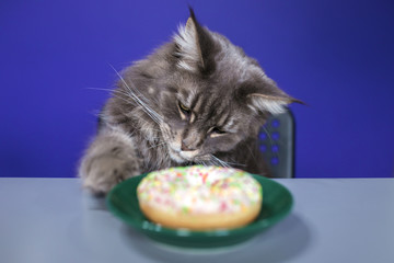 donat cat