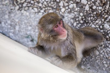 Japanese macaque (Macaca fuscata)