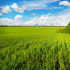 green field and blue sky